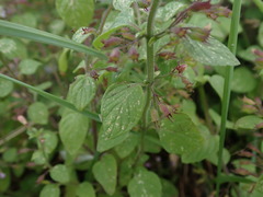 Clinopodium nepeta