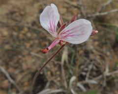 Pelargonium dipetalum