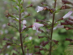 Clinopodium nepeta