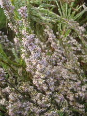 Erica uberiflora