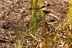 Telmatoblechnum indicum