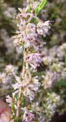 Erica uberiflora