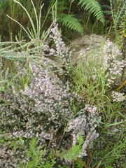 Erica uberiflora