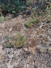 Gypsophila fastigiata