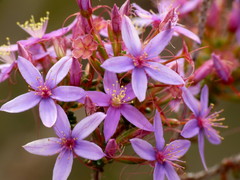 Calytrix leschenaultii