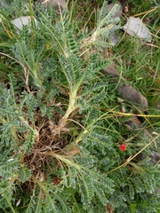 Astragalus sempervirens