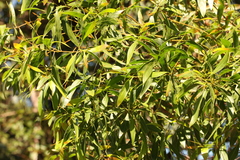 Acacia penninervis