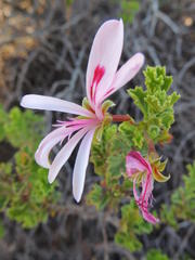 Pelargonium crispum