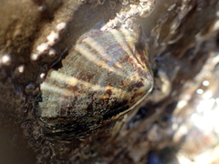 Notoacmea parviconoidea