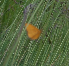 Idaea flaveolaria