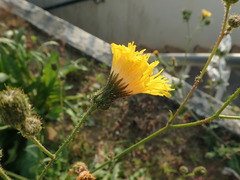 Sonchus arvensis