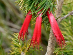 Melaleuca torulosa