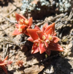 Crassula bergioides