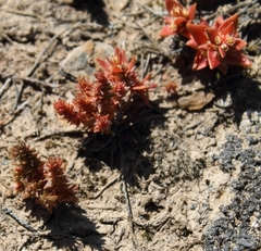 Crassula bergioides