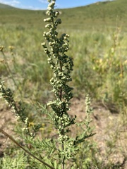 Artemisia