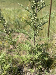 Artemisia