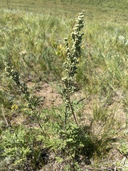 Artemisia
