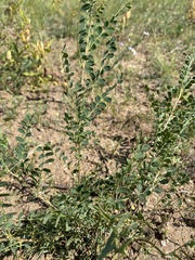 Caragana microphylla