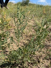 Caragana microphylla