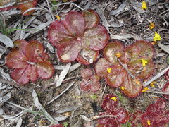 Drosera magna