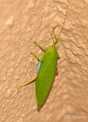 Zabalius ophthalmicus