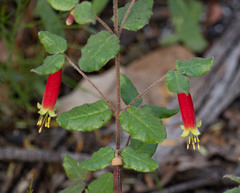 Correa reflexa speciosa