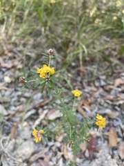 Pultenaea myrtoides