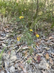 Pultenaea myrtoides
