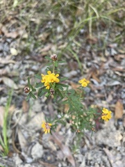 Pultenaea myrtoides