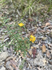 Pultenaea myrtoides