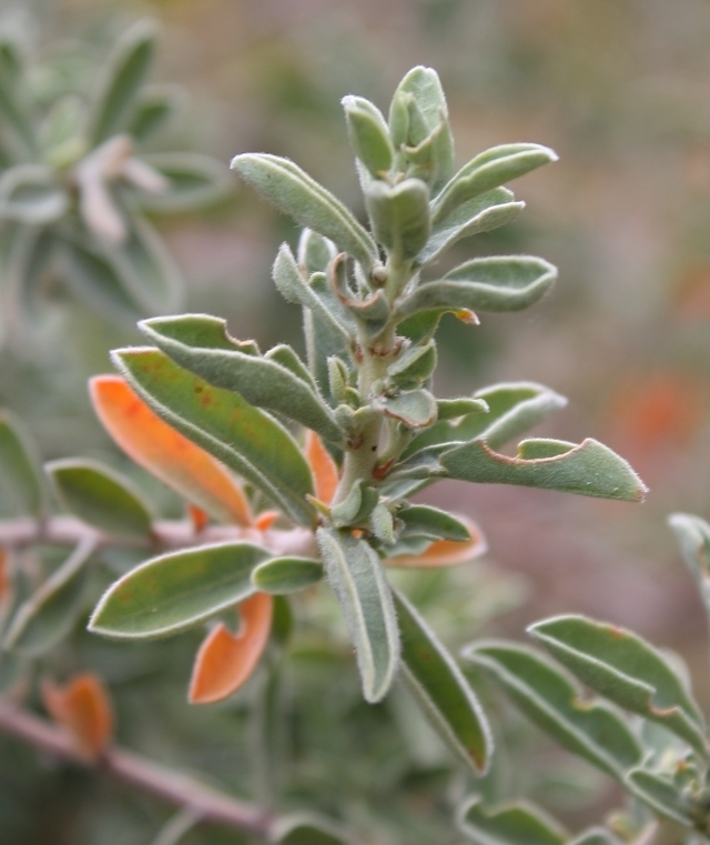 Clutia marginata