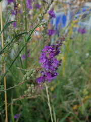 Linaria purpurea