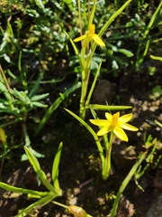 Pauridia gracilipes gracilipes