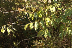 Glochidion sumatranum