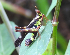 Erianthus versicolor