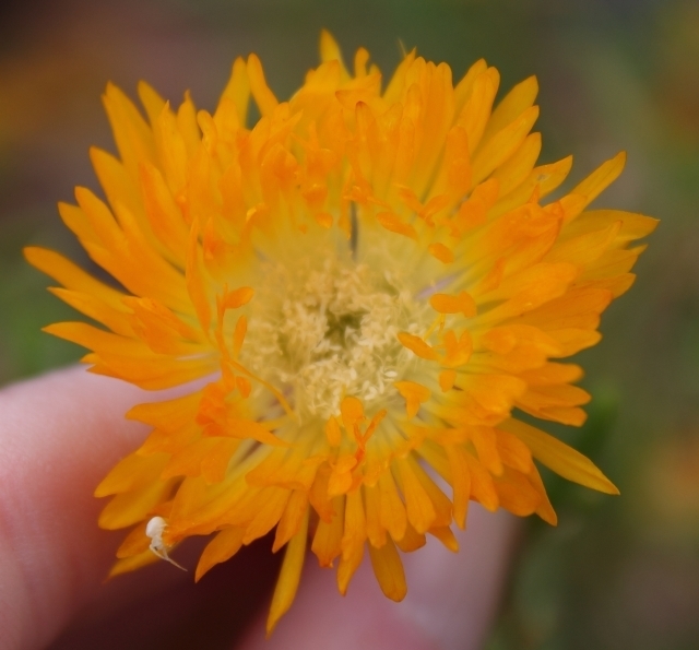 Drosanthemum semiglobosum