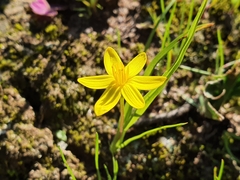 Pauridia gracilipes gracilipes