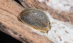 Paropsis dilatata