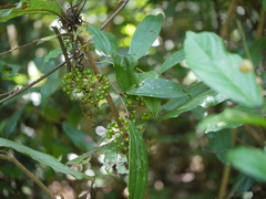 Smilax ovalifolia