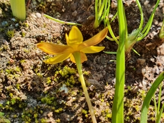 Pauridia gracilipes gracilipes