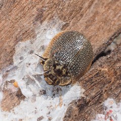 Paropsis dilatata