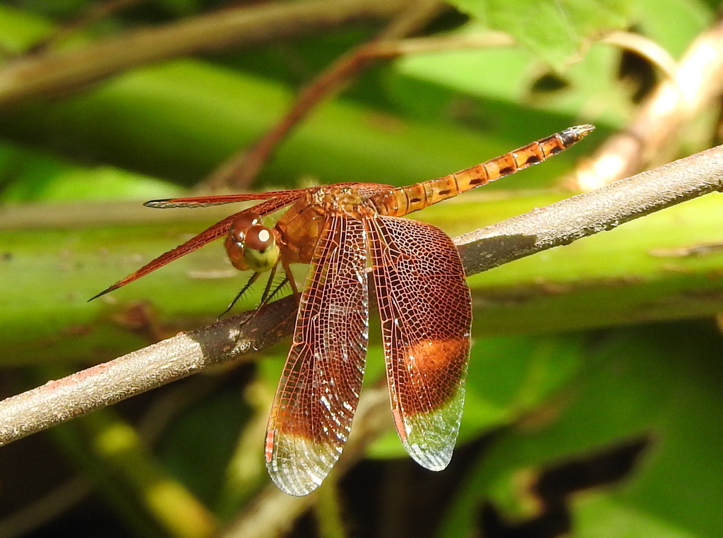 Common Parasol