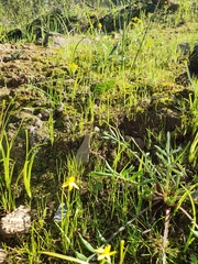 Pauridia gracilipes gracilipes