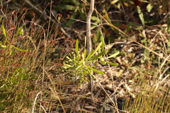 Strangea linearis