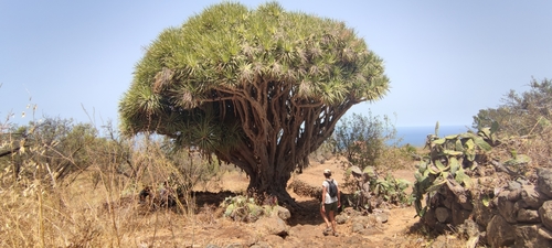 Dracaena draco image