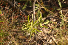 Strangea linearis