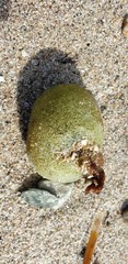 Codium mamillosum