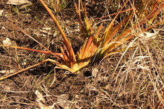 Philydrum lanuginosum