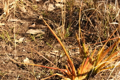 Philydrum lanuginosum