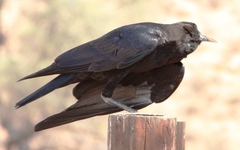 Corvus capensis capensis